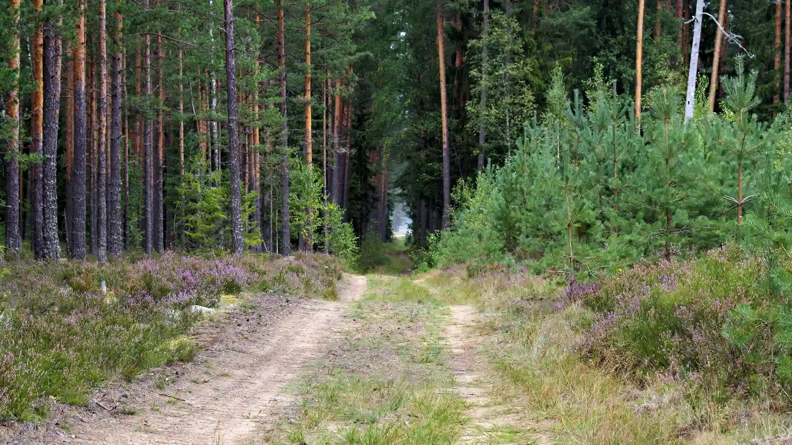 A quiet pine forest path near Magnolia and the Sam Houston National Forest